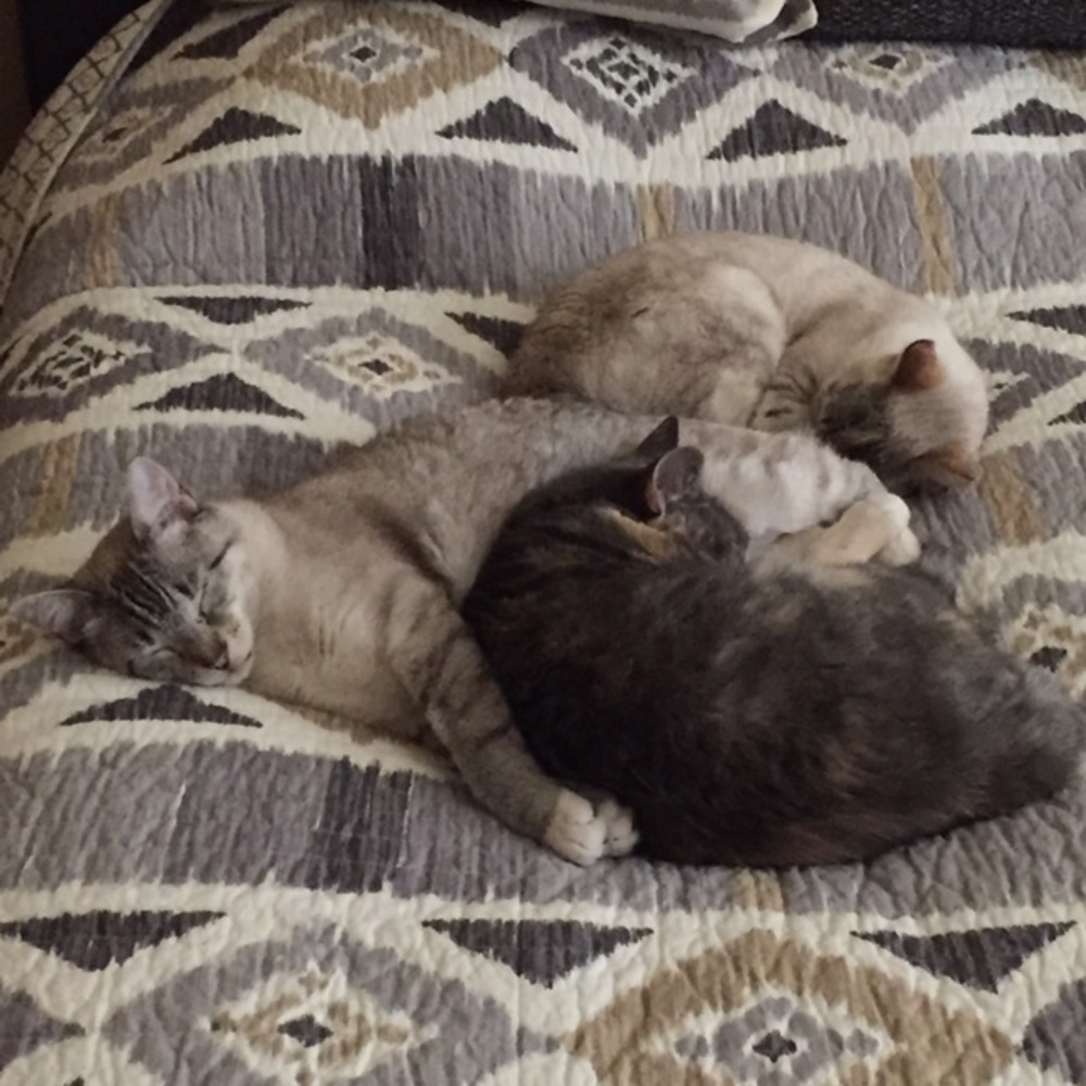 😻PLEASE BUNDLE & READ DESCRIPTIONS!😻